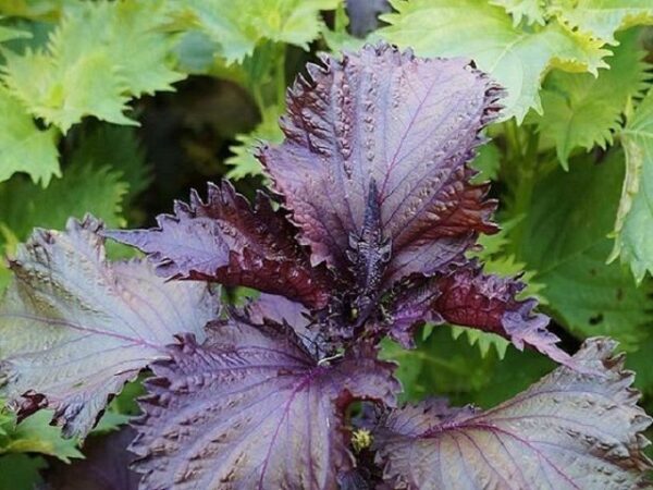 Các loại cây mọc hoang tại Việt Nam, sang nước ngoài thành ‘thần dược’ đắt giá