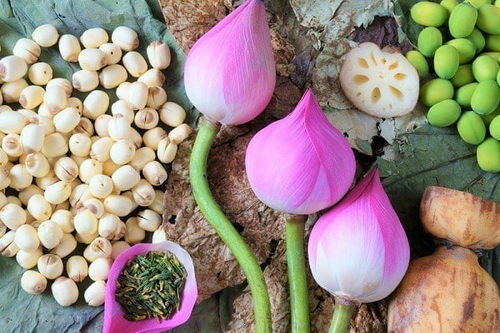 Dược thiện từ cây sen