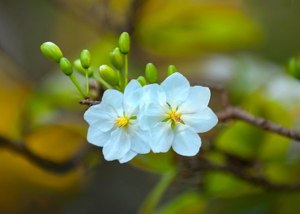 Ngành Giáo dục đón tết với tinh thần “vui tươi, lành mạnh, an toàn và tiết kiệm”