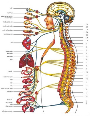 Xu thế chữa trị bằng phương pháp tác động cột sống – An toàn và hiệu quả.