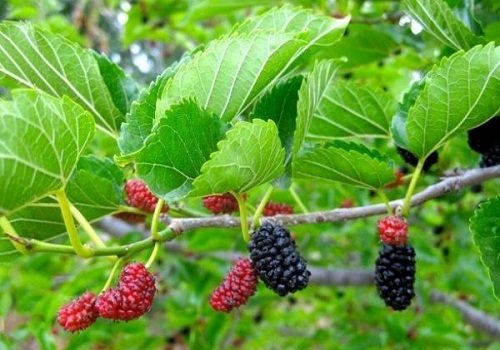 Cây thuốc quanh vườn, dễ kiếm dễ tìm để chữa bệnh