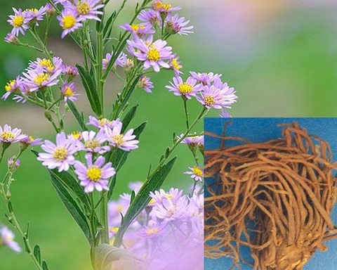 Bài thuốc kinh nghiệm trị ho mùa lạnh theo YHCT