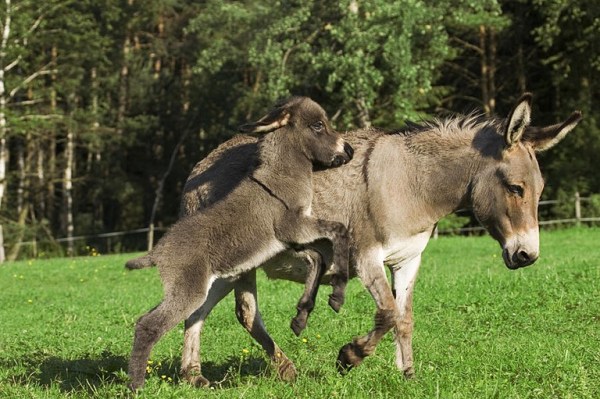 A Giao Công Dụng Và Bài Thuốc