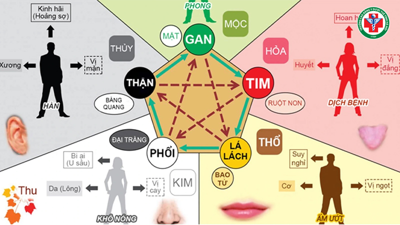 Việc chẩn đoán theo Ngũ Hành giúp thầy thuốc nhận diện mối liên hệ giữa các tạng phủ