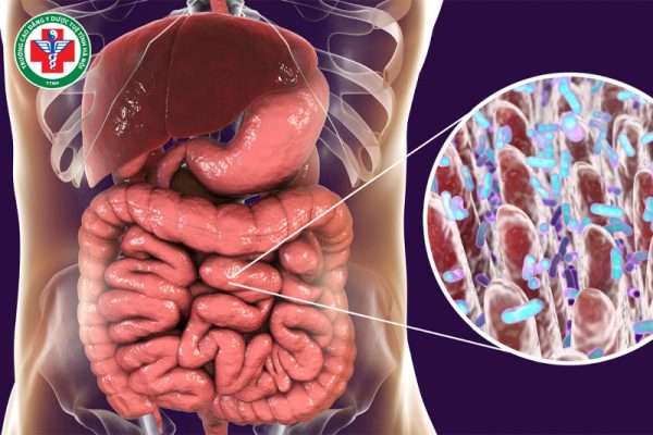Tiểu trường trong Y học cổ truyền: Vai trò, chức năng và nguyên tắc điều trị