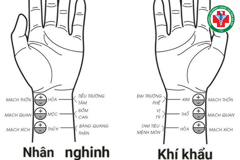 Vị trí bắt mạch quan trọng nhất trong Y học cổ truyền là mạch thốn khẩu